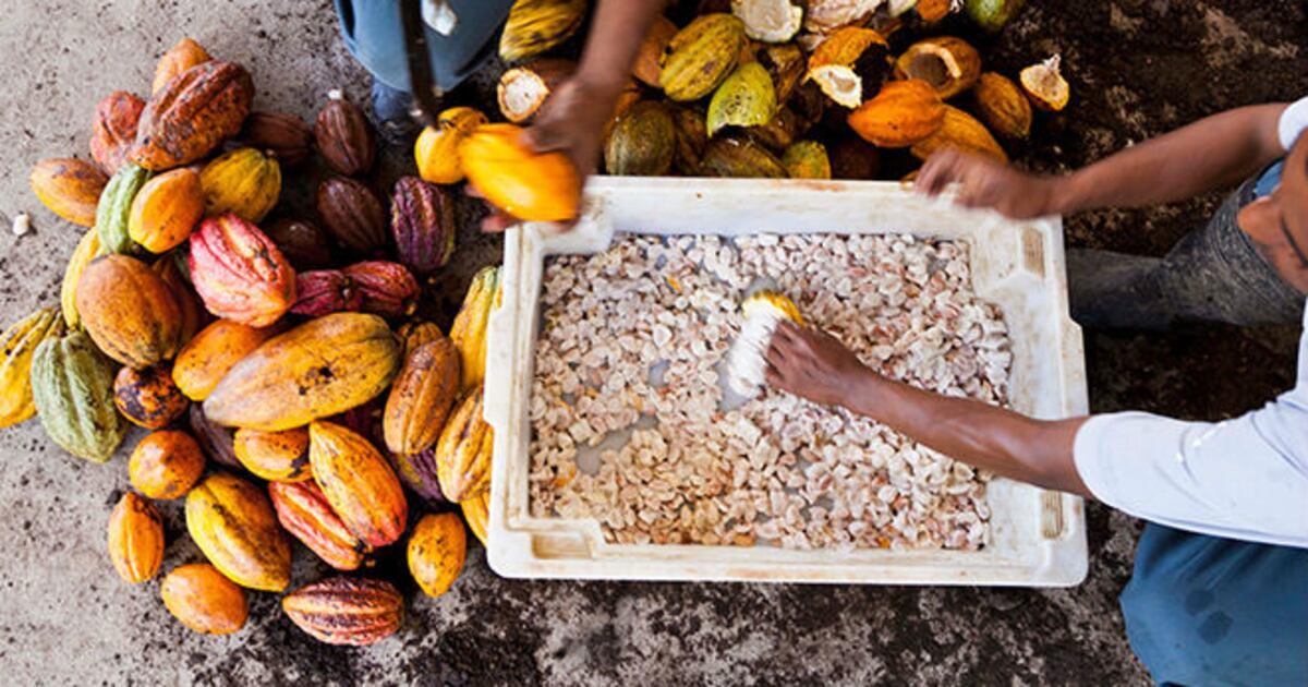 Cocoa beans packed into export-ready jute bags with traceable lot identification.