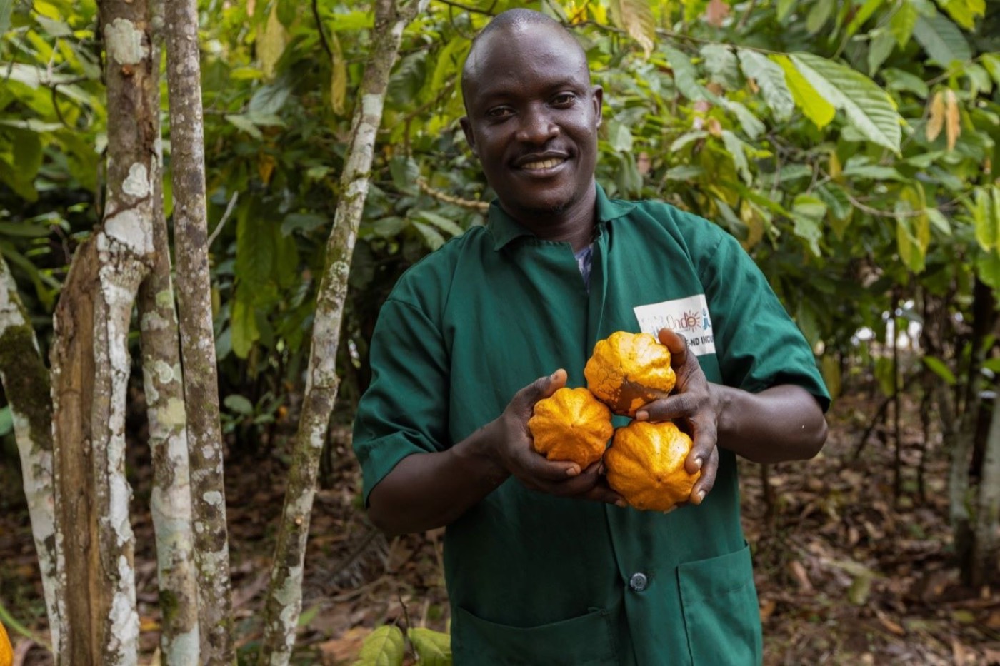 Cocoa farmer holding freshly harvested pods